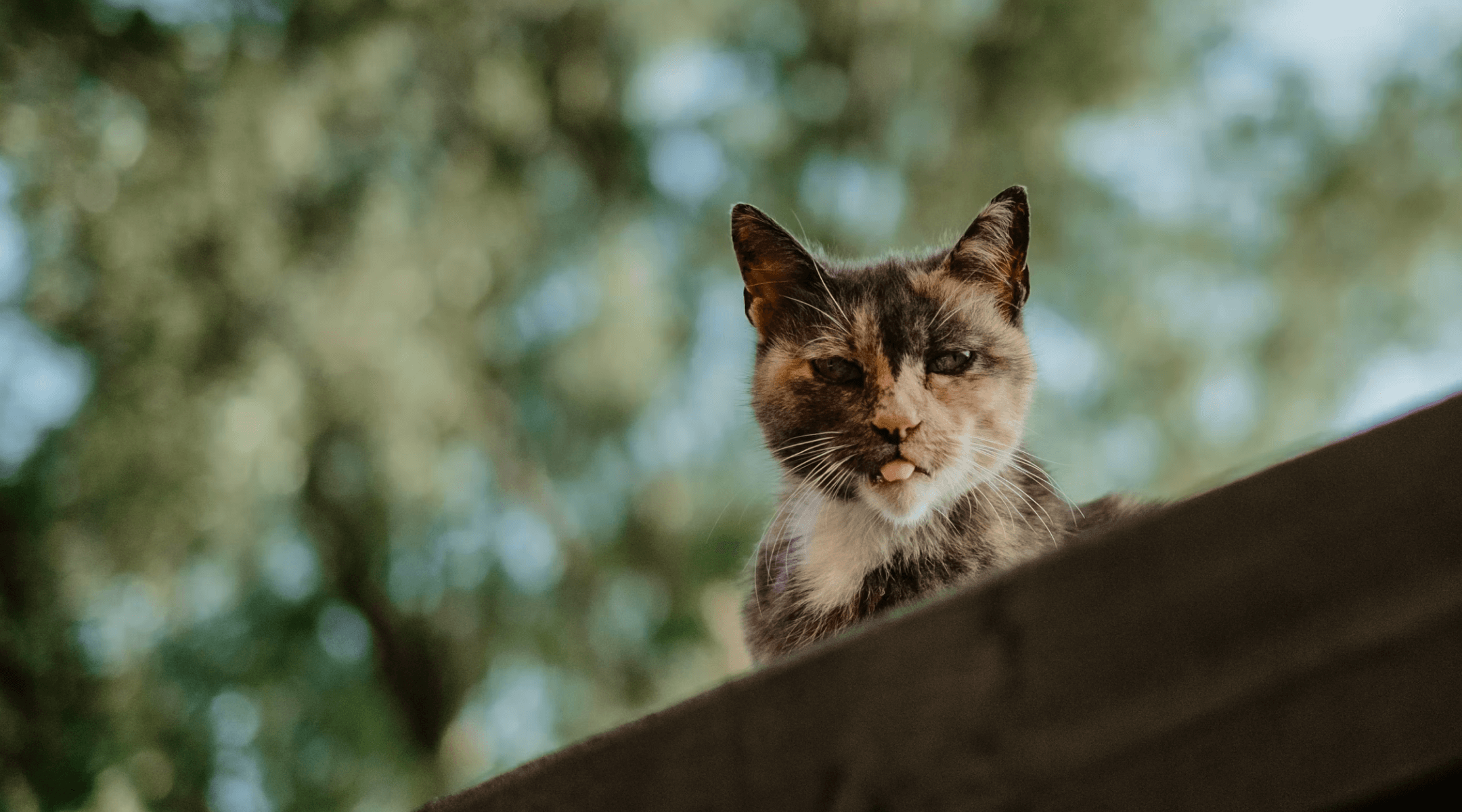 Cat looking at camera