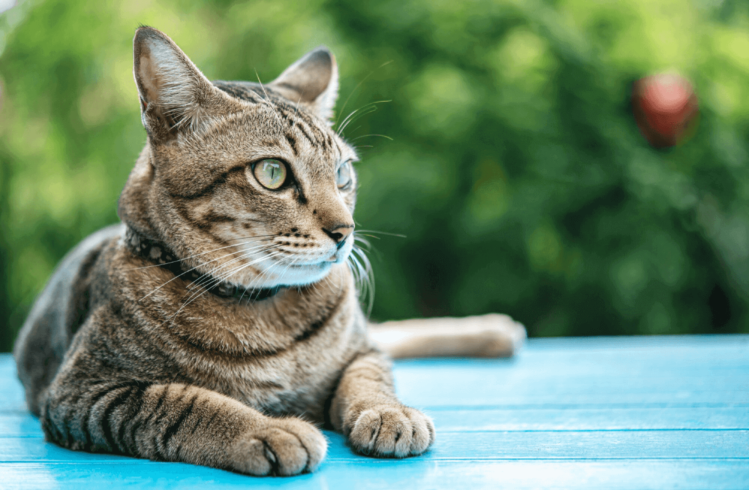 Image of a Cat Sitting