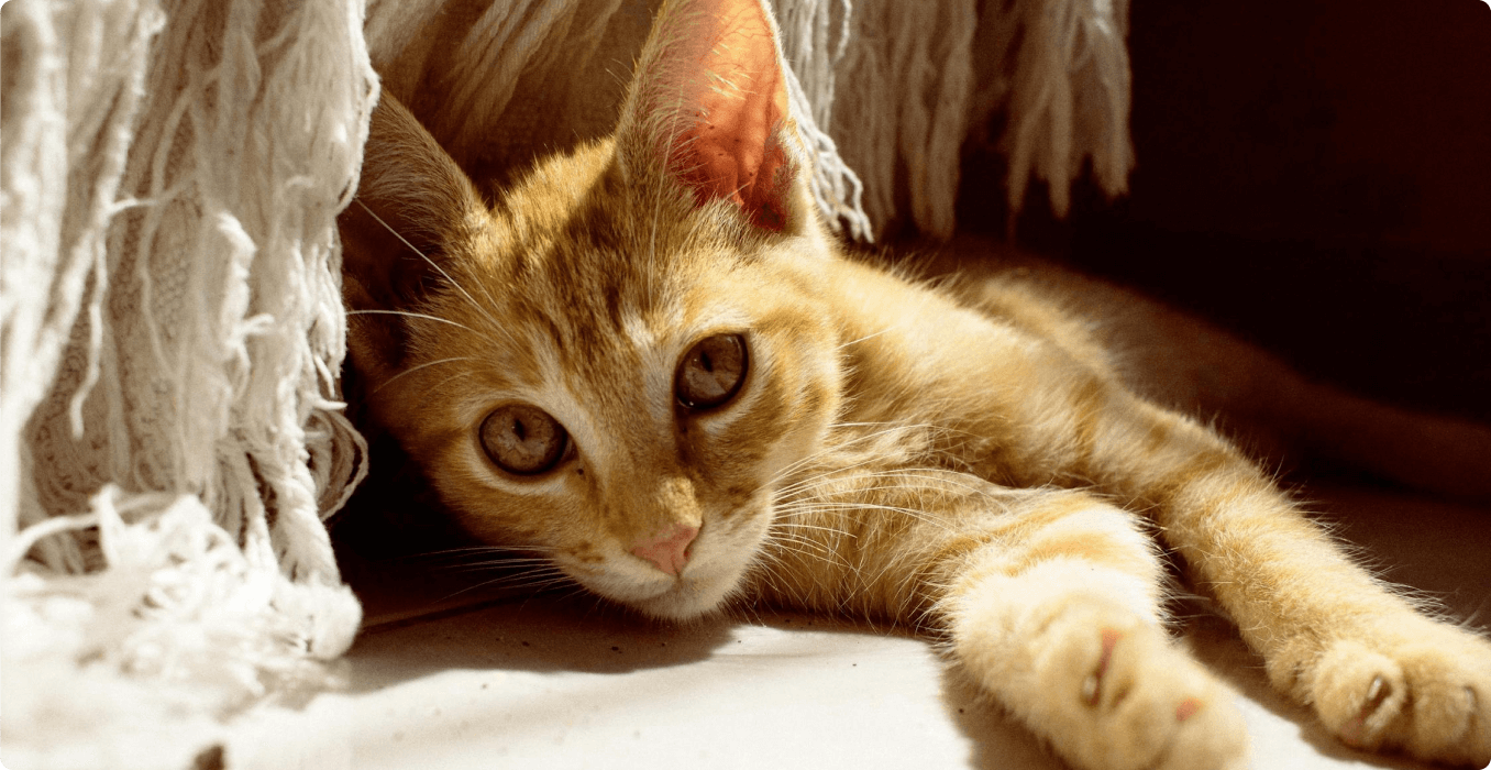 Blog Banner Image