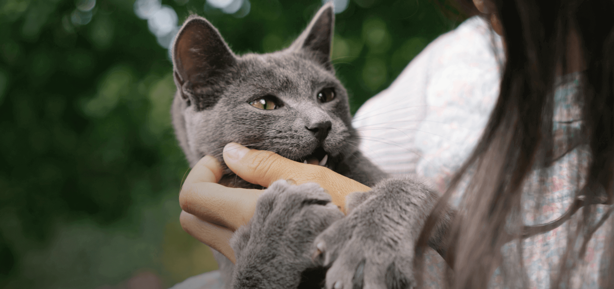 Cat Playing