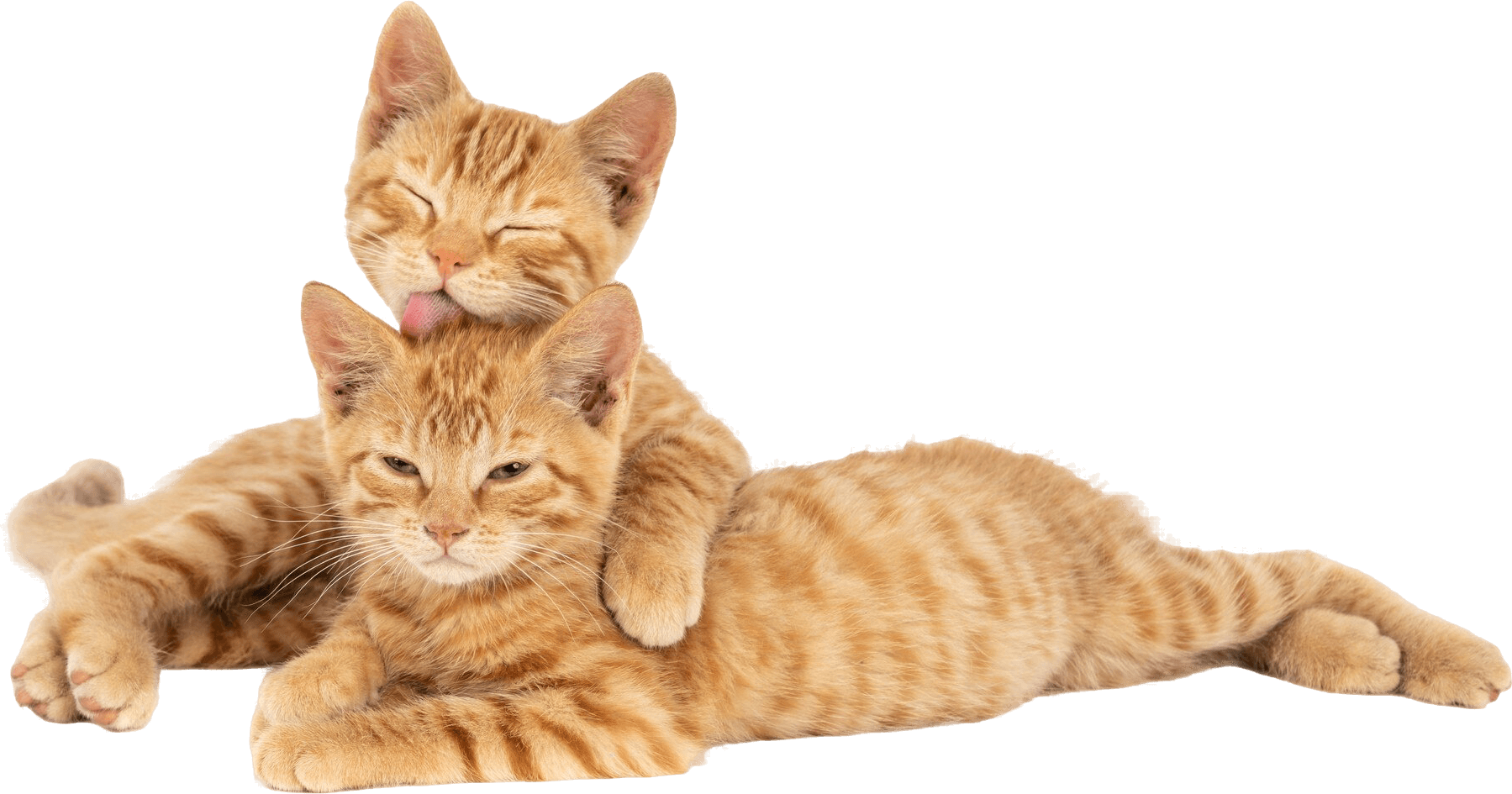 Ginger cat hugging each other